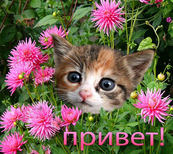 Картинки со словами приветик как дела