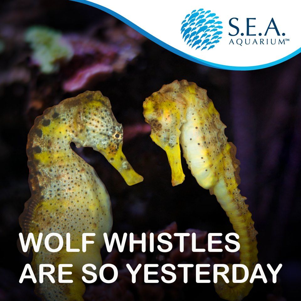 Tahukah Anda, kuda laut sangat setia dengan pasangan mereka seumur hidup? Yuk kunjungi S.E.A. Aquarium untuk cari tahu lebih! Nikmati promo menarik Anak Masuk GRATIS kami di: buff.ly/2OibduG