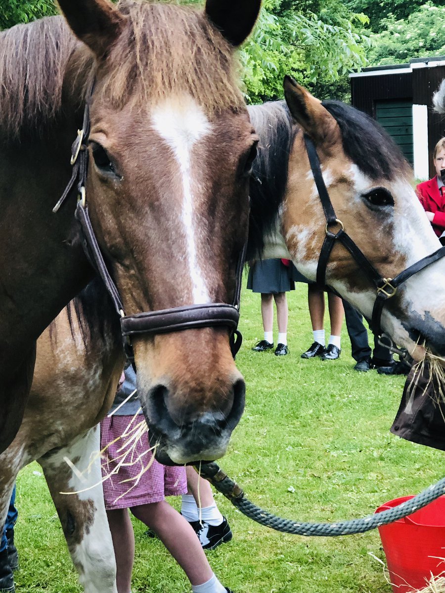 ThePrebendal's tweet image. Today in #Quadrivium we’re meeting Rabbit and Zapuki, and learning about how they were rescued.