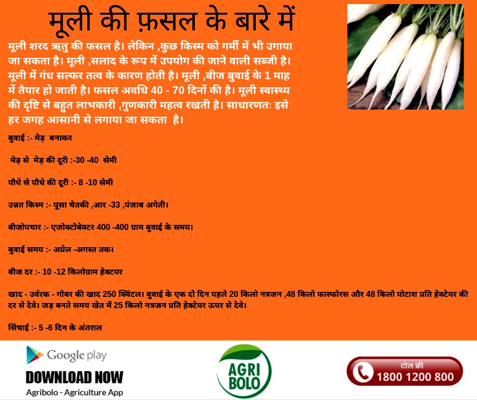 agribolo's tweet photo. मूली की फ़सल के बारे में सारी जानकारी हमारे एप्प पर उपलब्ध है। इसे डाउनलोड करें https://t.co/xhTQOWaWZ0। 

#agriculture #farmers #farming #app #vegetables https://t.co/GENb5K4GP0