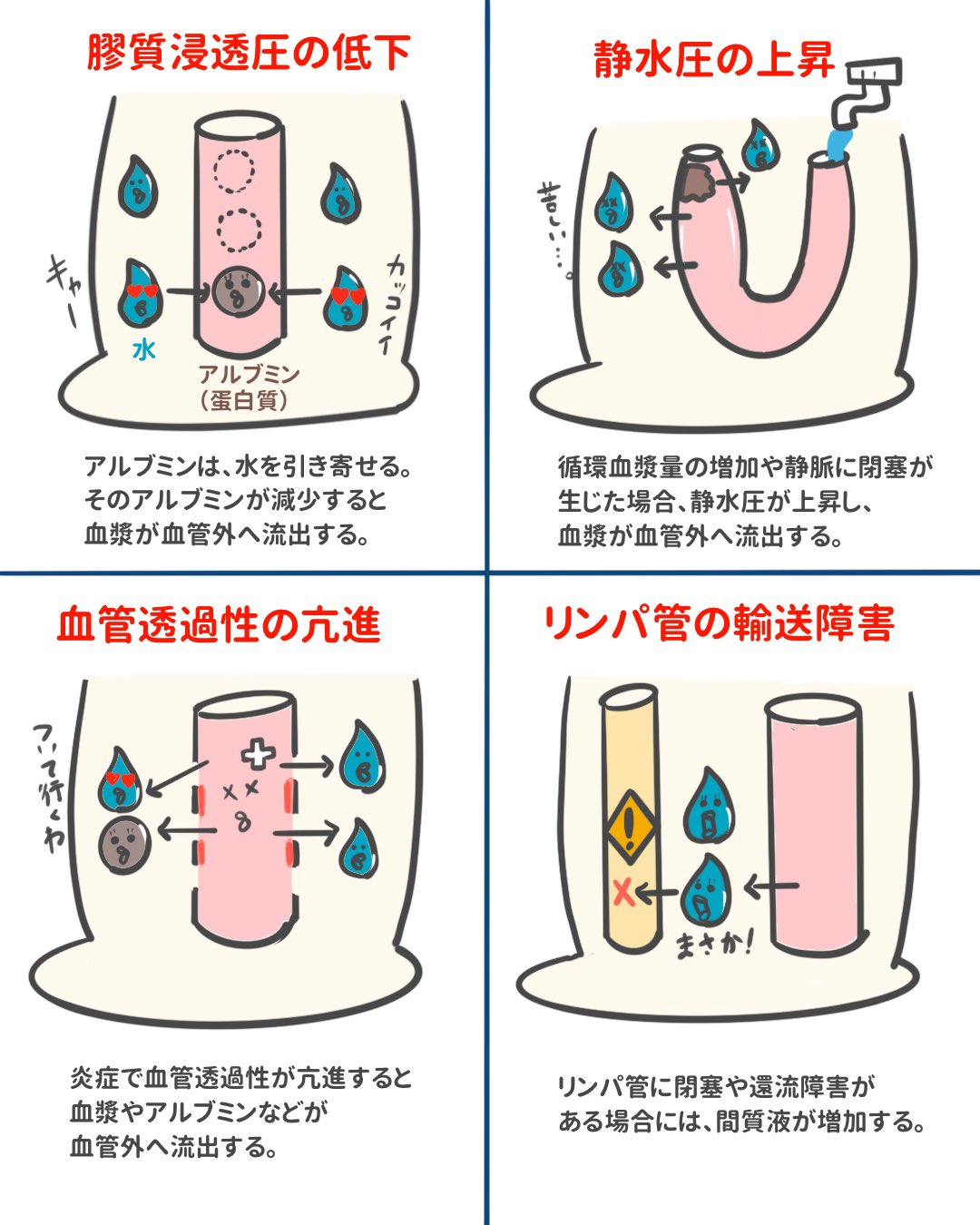 Twitter 上的 ゴロ 解剖生理イラスト Miyayu09 厳密にはそうなんですが 炎症性浮腫とかとしても扱われますよね T Co Wi2pbg6u Twitter
