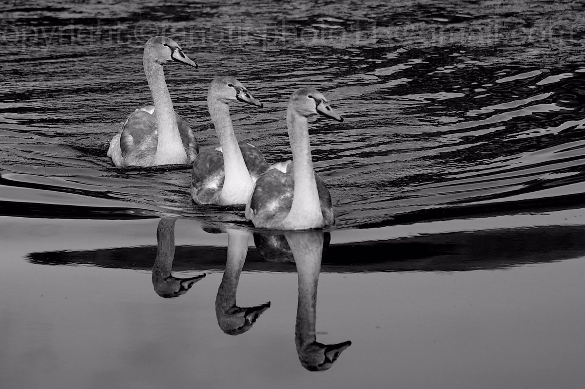 3 Cygnets, Maryhill Canal, Glasgow.
#cygnets #swans 
#bnwphotography #bnw #cityphotography #citybnw #bnwphoto #canalphotography #streetphotographybnw #blackandwhitephotography #bnw #blackandwhite #monochrome #blackandwhitephotographymagazine #spicollective #appicoftheweek #nikon