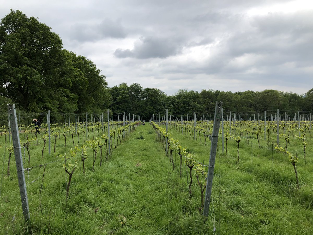 Pround to be supporting <a href="/PwC_UK/">PwC UK</a> in the amazing #onefirmoneday initative, getting back to nature <a href="/fortyhallwine/">Forty Hall Vineyard</a> #backtonature #ukvineyard #givingback #beatsadayinfrontofalaptop