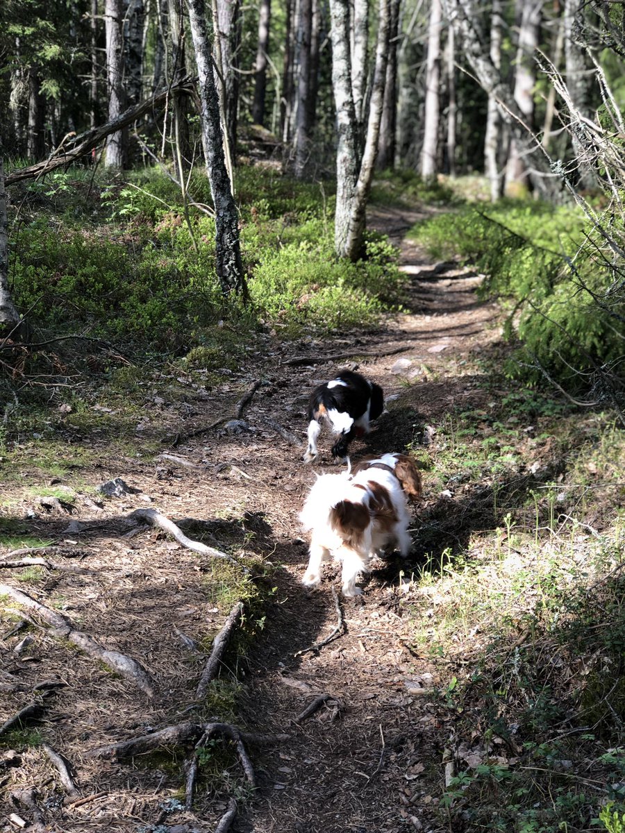 Henrik_rektor's tweet photo. Out running with my lads this morning and let them choose which way to go. They went for the path to the right. Because it’s more interesting I guess 🤷♂️ #learning #easyisboring #challenge @ChallengeLearn https://t.co/Ooavm120M8