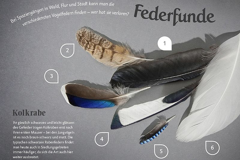fgwismar's tweet photo. Diplome aus Wismar (Kommunikationsdesign u. Medien): Richard Stickel "Wildtiermagazin - Gestaltung eines digitalen Magazins für die Deutsche Wildtier Stiftung" 
https://t.co/fjgiGBjXJu
#designstudium #fgwismar https://t.co/AlzoYCuM7e