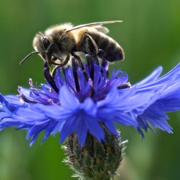 🌱SEEDBALL 🐝 tweet media