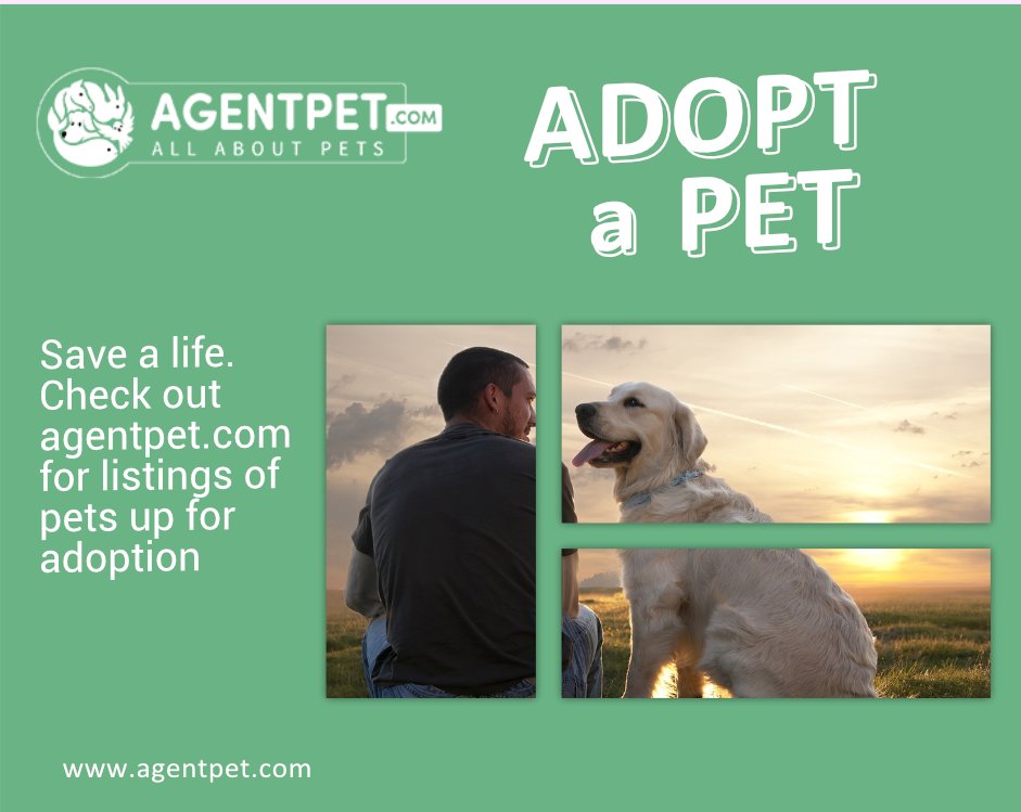 agentpetdotcom's tweet image. Want company to make yourself happy? Why don't You Adopt a Pet ? 

Go to Agentpet.com

#adoption #adopt #diverse #shop

#AgentPet #BuyandSell #PetAccessories #PetFood #PetRelocation #PetAdoption #FindPetShop  #MoneyBackGuarantee #FreeShiping #Pakistan #PetAdoption