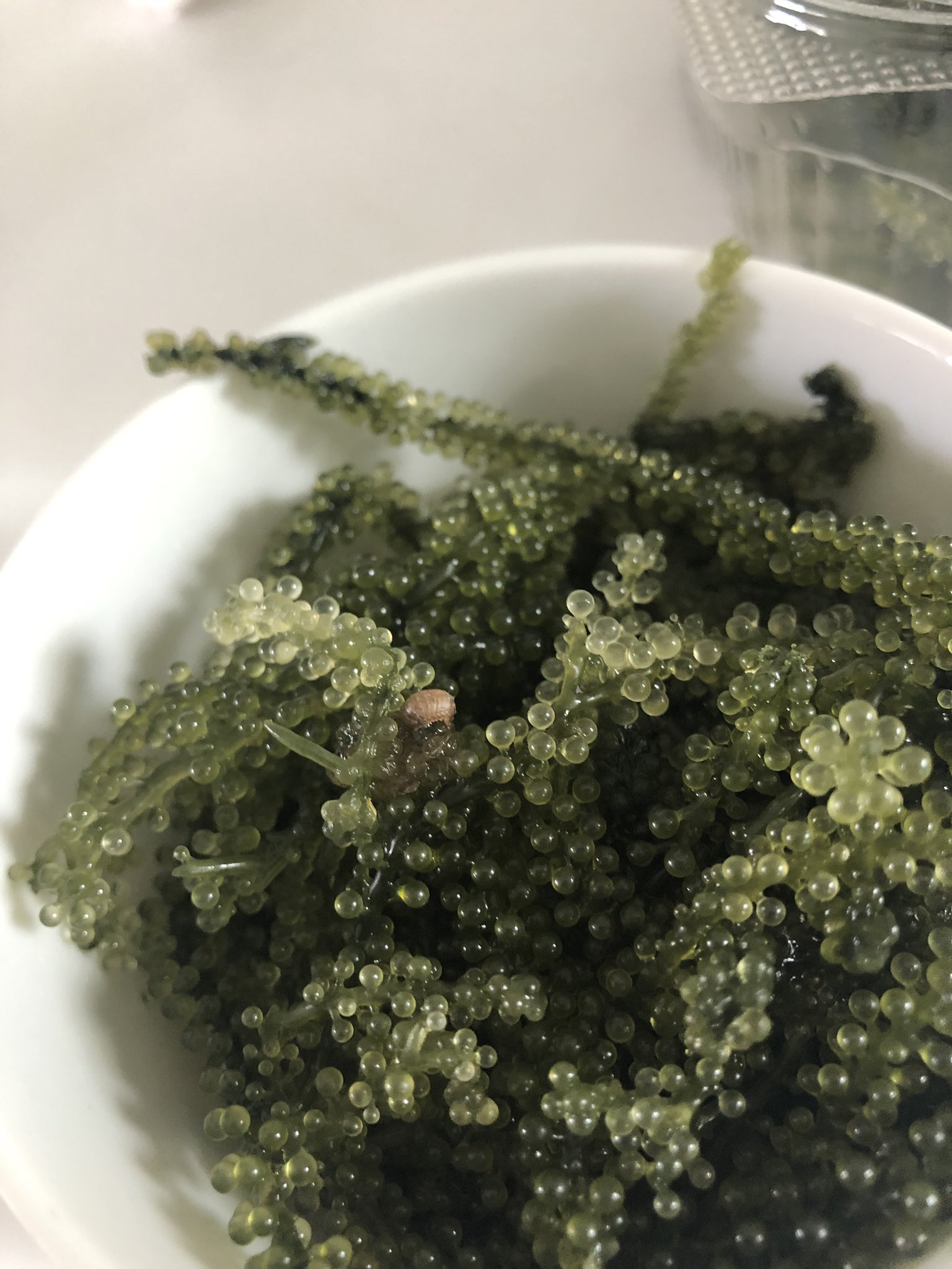 やまやま Twitter પર 昨日コストコで買った海ぶどう 食べようと思ったらダンゴムシ みたいな虫 混入 最悪 この間はパスタに幼虫 入ってた 今調査中だけど こんなに続くなんて 悪夢 T Co S4x95lqycx Twitter