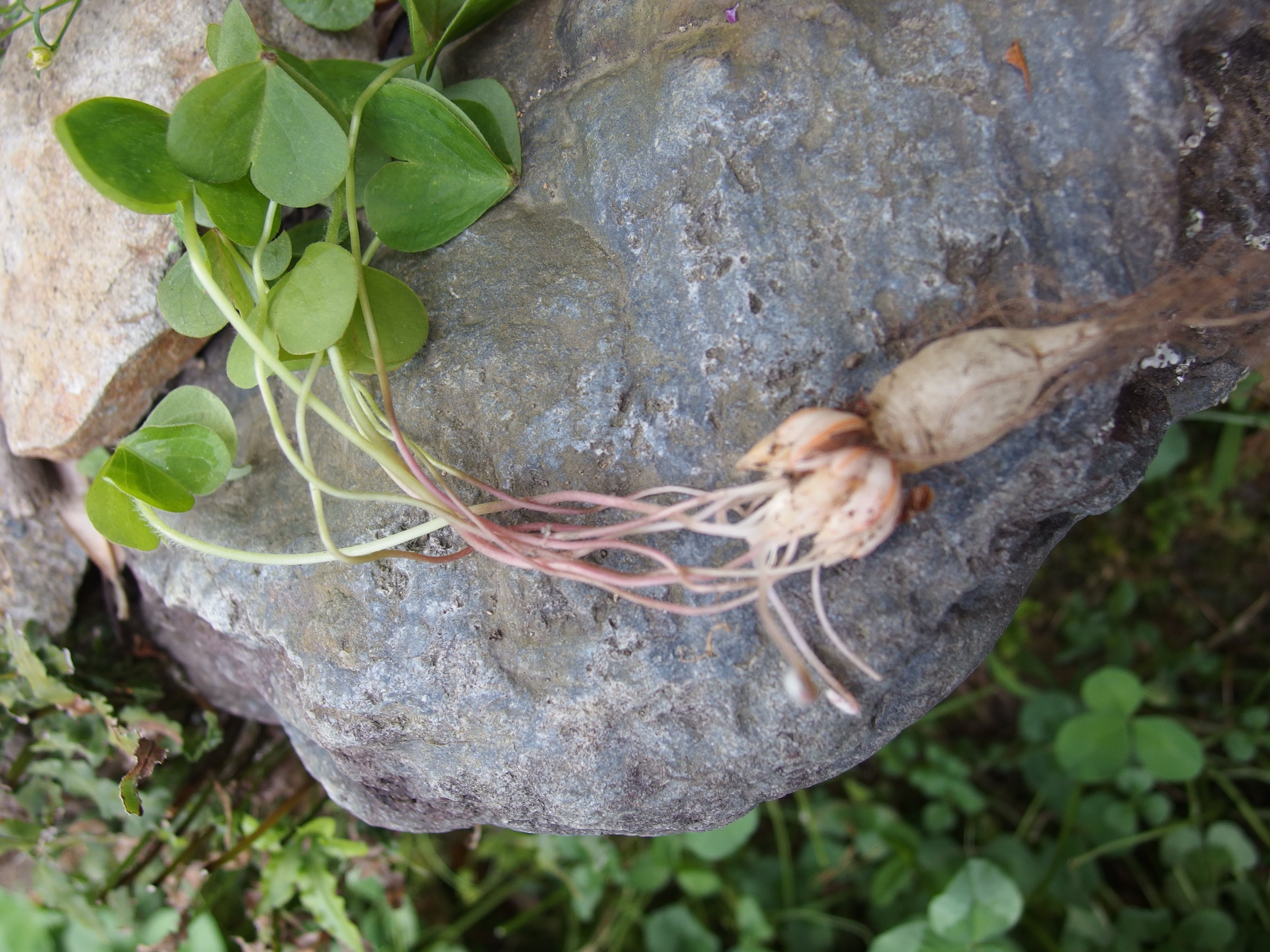 Yuki 花壇の草取りしててムラサキカタバミの根っこが可愛かったのでパシャリ 可憐な紫の花の下には こんな姿の子がいるんだなぁ 不思議 T Co 2gckz7us02 Twitter