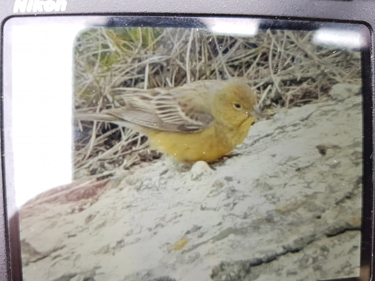 RasmusStrack's tweet image. *MEGA* Cinereous Bunting, at Gotland Sweden NOW! New to Sweden.
facebook.com/photo.php?fbid…
@Club300_SE @LeeEvansBirding @TarsigerTeam