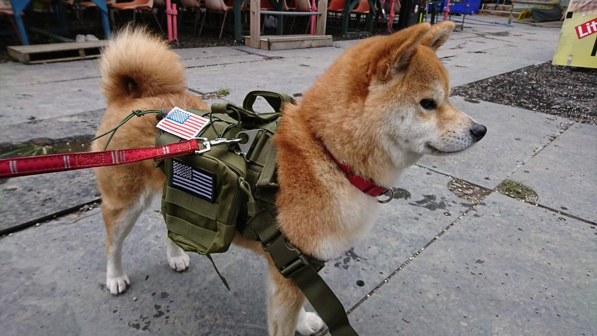 メタルマックスのポチ