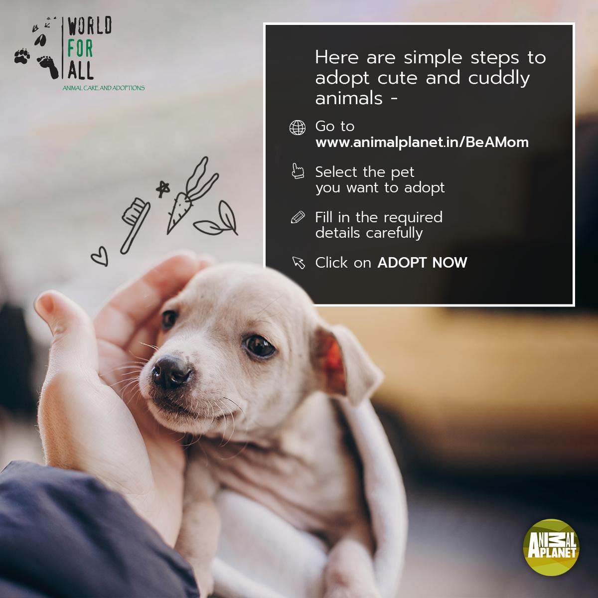 animal planet pet steps