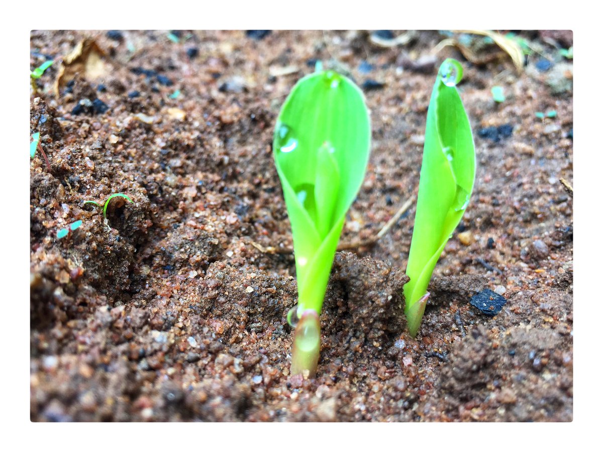 GlobalSola's tweet photo. JOYFUL😀
I was so happy to see my #maize sprouted this morning (5th Day).
Thanks for @ModelAdura, @Lawrence_mayowa and @seedavest for the seed at the last Farmers Executive Training in Ado-Ekiti, Ekiti state.
I’m happy to be part of a solution to hunger in Africa.
#Build2Build https://t.co/jO5q9UMtX1