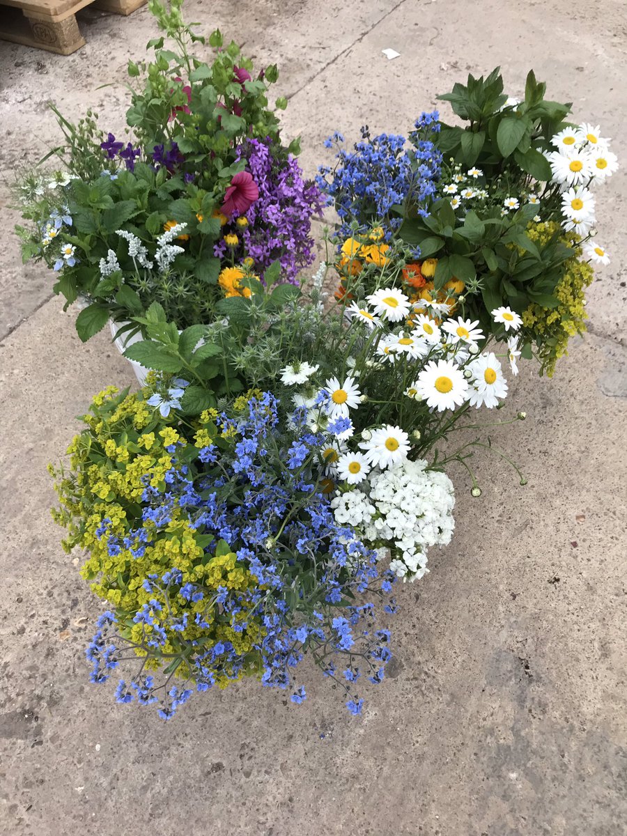 Freshly picked Sussex grown flowers available by the bucket and full of spring colour. Perfect for #diybride or #eventflorists #wedding #britishflowers #springweddings