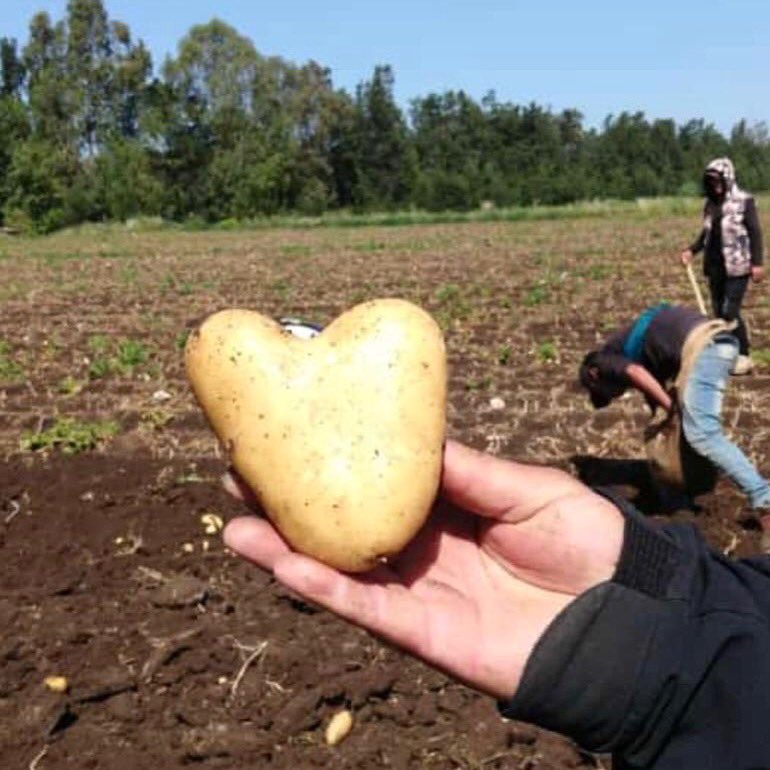 RMFLebanon's tweet photo. A classic case of “you reap what you sow” so much love went into this value chain that even Mother Nature agrees 💛  #potatoexport #dutch #Agriculture #LebaneseFarmers #Lebanesepotatoes https://t.co/eRMCYeJsZL