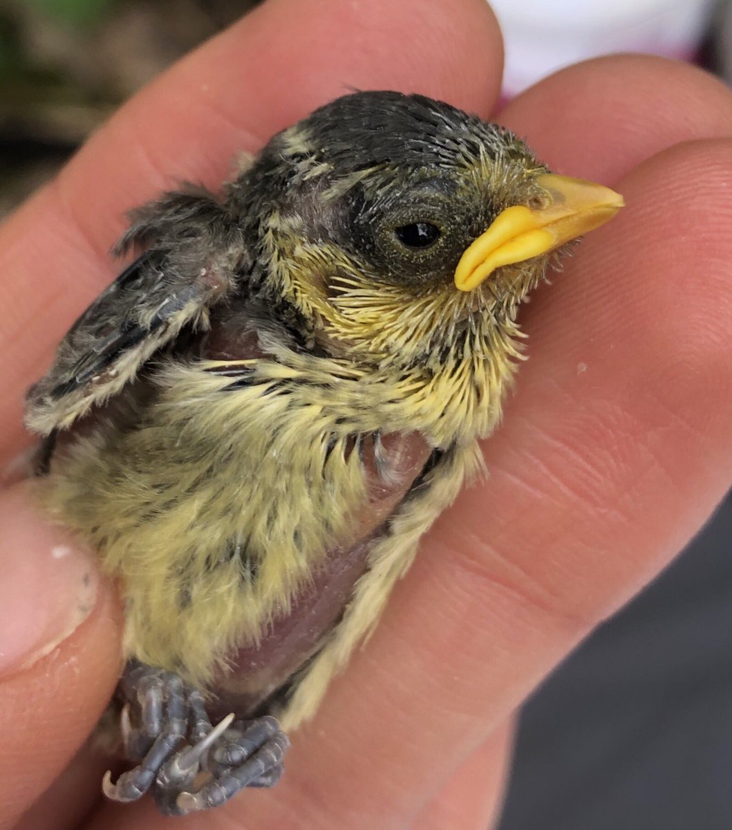 MadingleyBirds tweet media