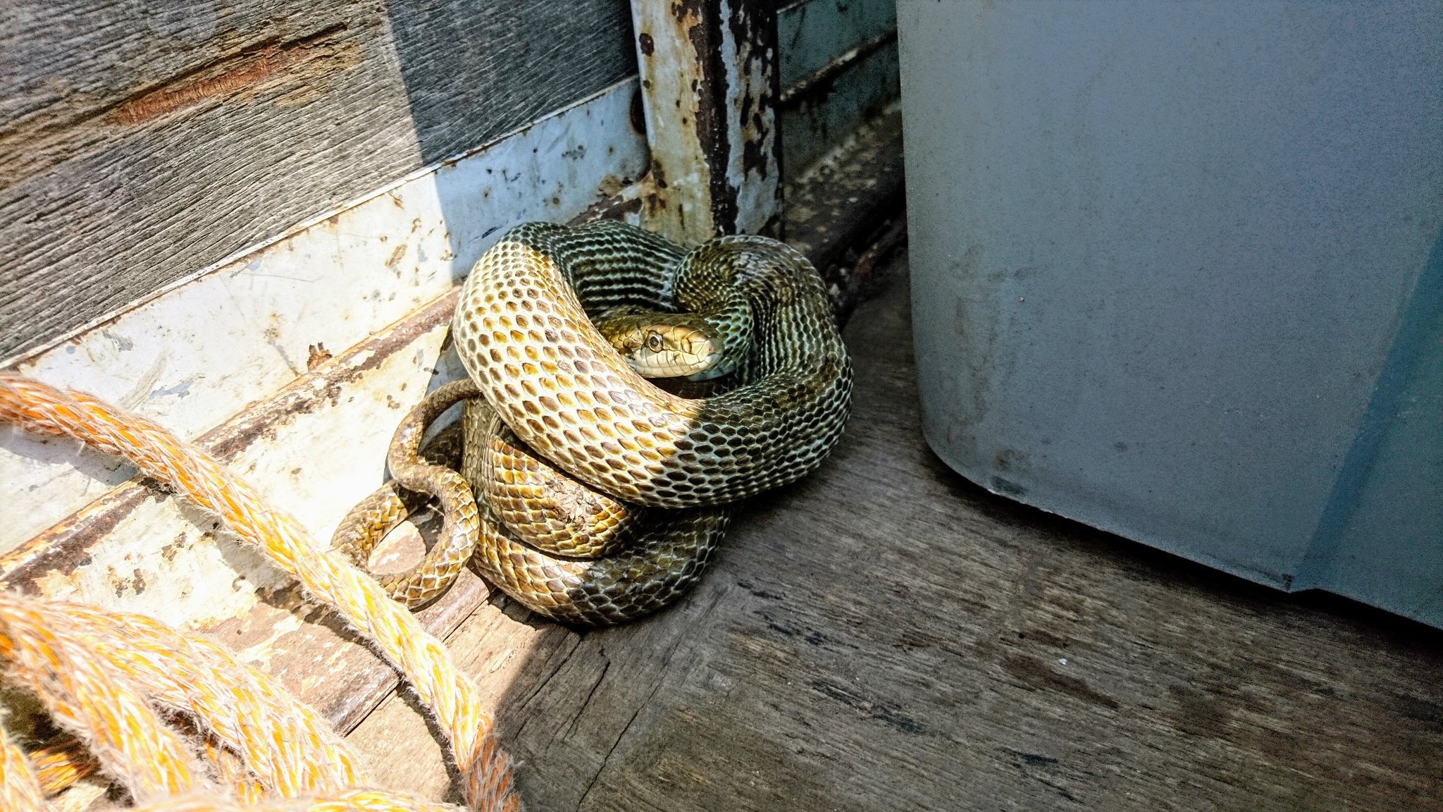 加美町太郎 かみまちたろう うわー マムシだと思って喜んで捕まえたら アオダイショウだってさ いやー残念 しかも 居心地いいのか車から出ていかないし 宮城県加美町 生き物図鑑 蛇 T Co Uqo1fpjrng Twitter