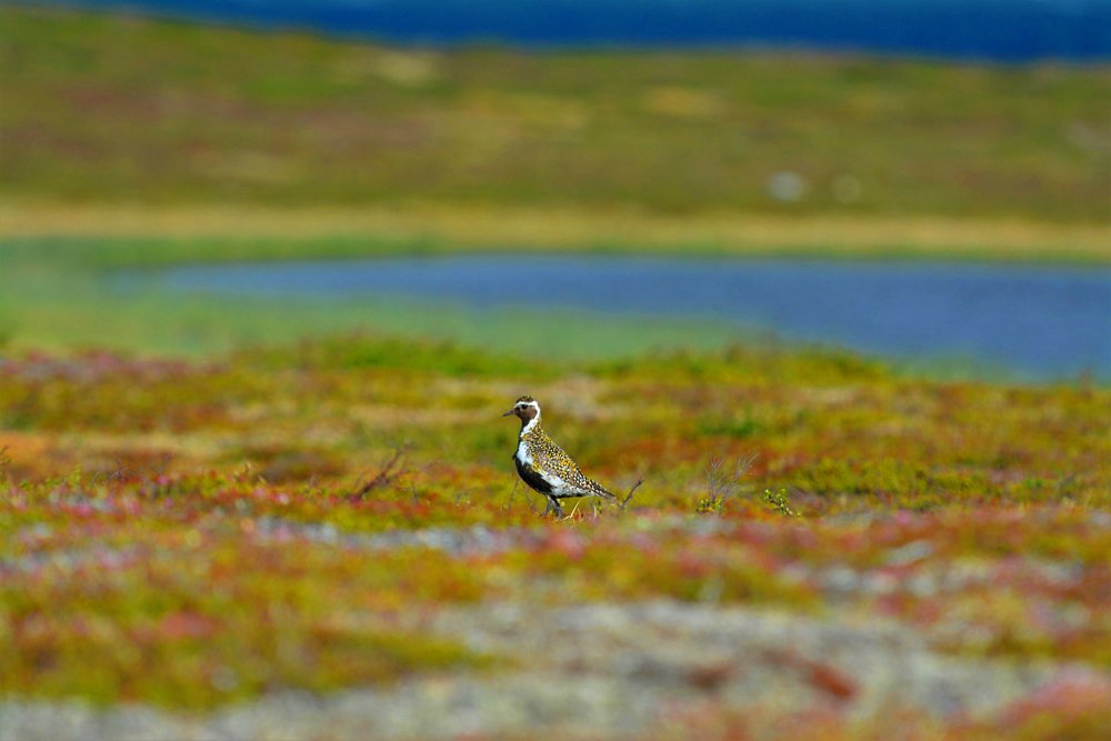 crypticglasgow's tweet photo. It was a curiosity about the flying speed of @TheFlowCountry’s Golden Plover by the then Chairman of @GuinnessIreland that led to the founding of the Guinness Book of Records in 1955. The speed is now known to be 60mph – 11 weeks to go! #BelowTheBlanket #FlowFacts https://t.co/xZ7DnNVyHo