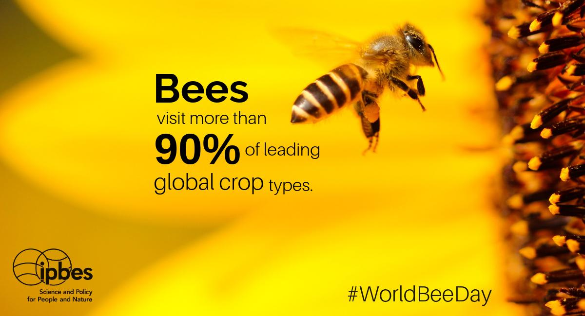 ipbes on Twitter: "Monday 20 May is World #Bee Day! Happy #WorldBeeDay! ??? #Bees play an essential role in #pollination and are crucial for #foodsecurity. #EUGreenWeek #ZeroHunger… https://t.co/Ax5pF3J2YF"