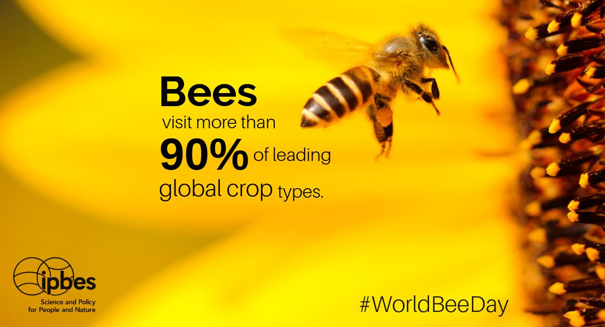 ipbes on Twitter: "Monday 20 May is World #Bee Day! Happy #WorldBeeDay!  ??? #Bees play an essential role in #pollination and are crucial for  #foodsecurity. #EUGreenWeek #ZeroHunger… https://t.co/Ax5pF3J2YF"