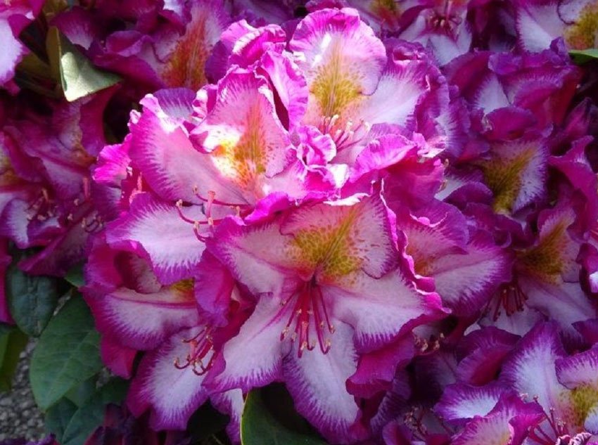 #RHSChelsea: #rhododendrons from <a href="/exburygardens/">Exbury Gardens & Steam Railway</a> and <a href="/RhododendronsUK/">Millais Nurseries</a> in the Great Pavilion. Happydendron. #gardening #ChelseaFlowerShow #britishflowers wp.me/p9ah0A-3w0
