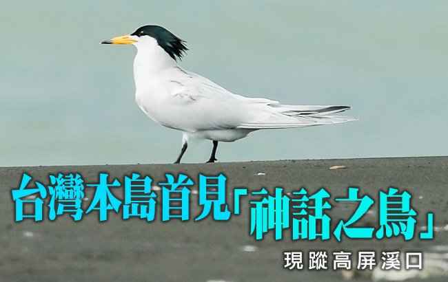 ハッシュタグ 黑嘴端鳳頭燕鷗