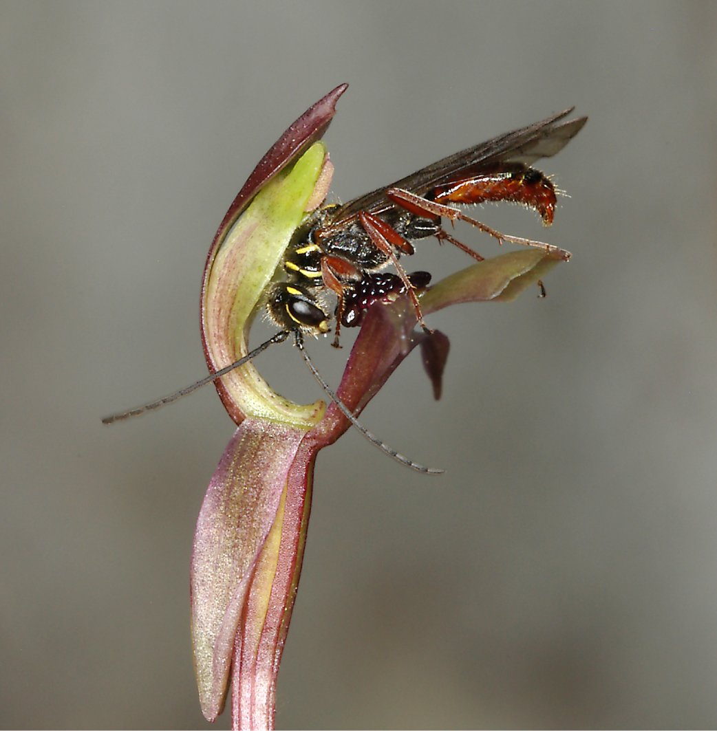 MLdeJager's tweet photo. New paper from @BioInteractLab explores how biologists can confirm mimicry. They highlight the need to identify models, receivers, and evidence that receivers exert selection on mimics https://t.co/CsXMuLIWnT  @FunEcology @siencelibSUN @noxthelion @marinajoubert @GeorgeClaassen https://t.co/q7bmfW6M3P
