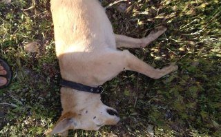PartidoPACMA's tweet photo. Paseaba con 3 perros por el campo cuando un cazador les disparó. Uno de ellos murió.

Emilio tiene claro que quien apretó el gatillo fue un cazador. «Pero es imposible que confundiera a los perros con otros animales. Tuvo que ver que yo iba con ellos».

🗞️ https://t.co/RgLW3NkG01 https://t.co/Wchbp34IcK