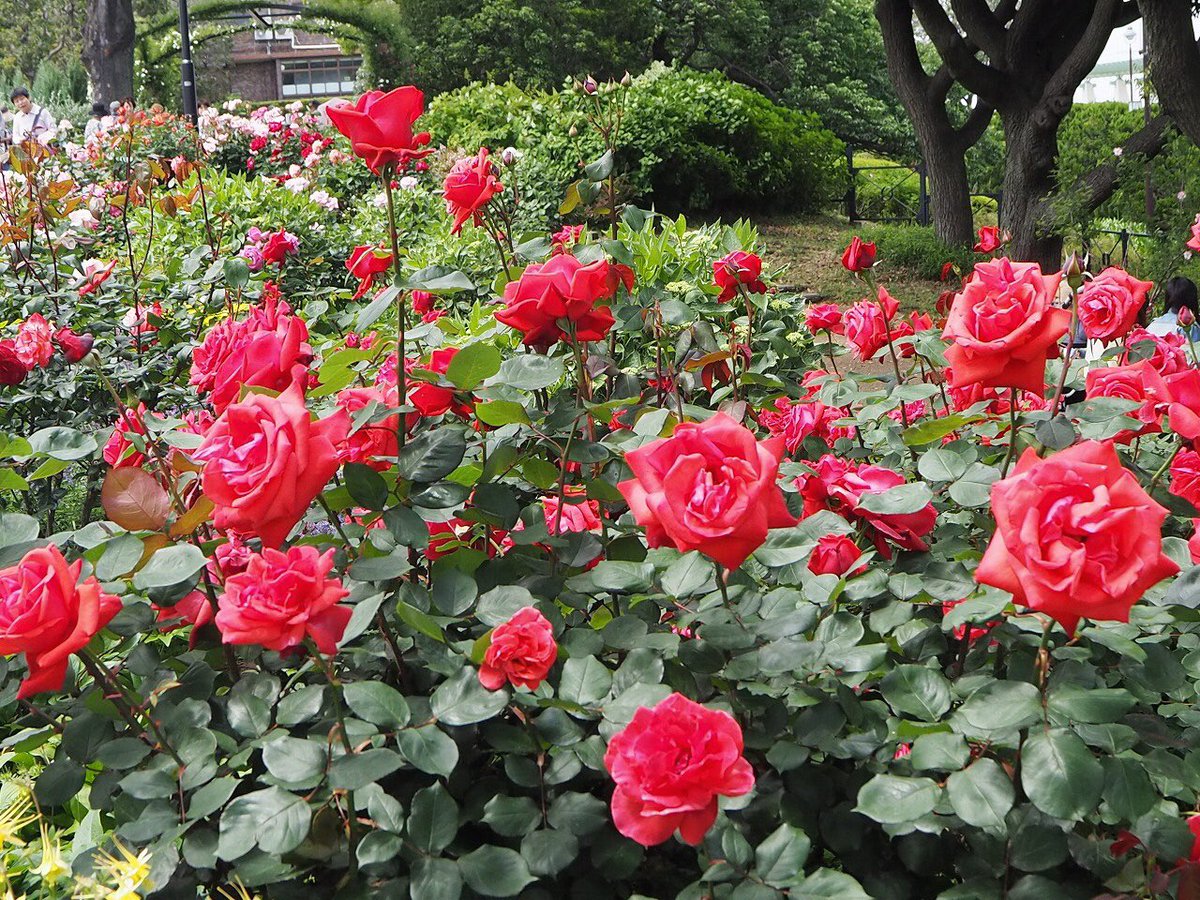 ガーデンネックレス横浜公式 みなとエリアのバラの開花状況 5月17日現在 山下公園 港の見える丘公園 満開です 大さん橋ホールでは ばらフェスタ19 も開催中です バラ尽くしの横浜に ぜひお越しください ガーデンネックレス横浜 ローズ ガーデンネックレス横浜公式 みなとエリアのバラの開花状況 5月17日現在 山下公園 港の見える丘公園 満開です 大さん橋ホールでは ばらフェスタ19 も開催中です バラ尽くしの横浜に ぜひお越しください ガーデンネックレス横浜 ローズ