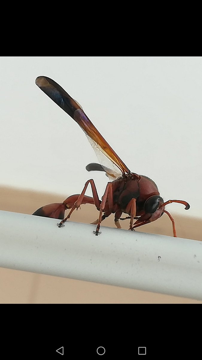 So here I am in Lanzarote and wake up to find this mofo on my balcony. My question being. WTF kind of mega double hard bastard looking death machine is it ffs?!😱😱