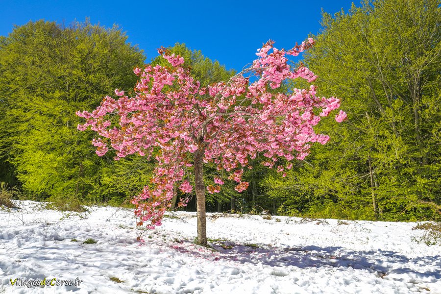 VillagesdeCorse's tweet photo. Un mois de mai à Vizzavona

#Vizzavona #Neige #Corse #Corsica2019 https://t.co/j1Qr5Qx7mR