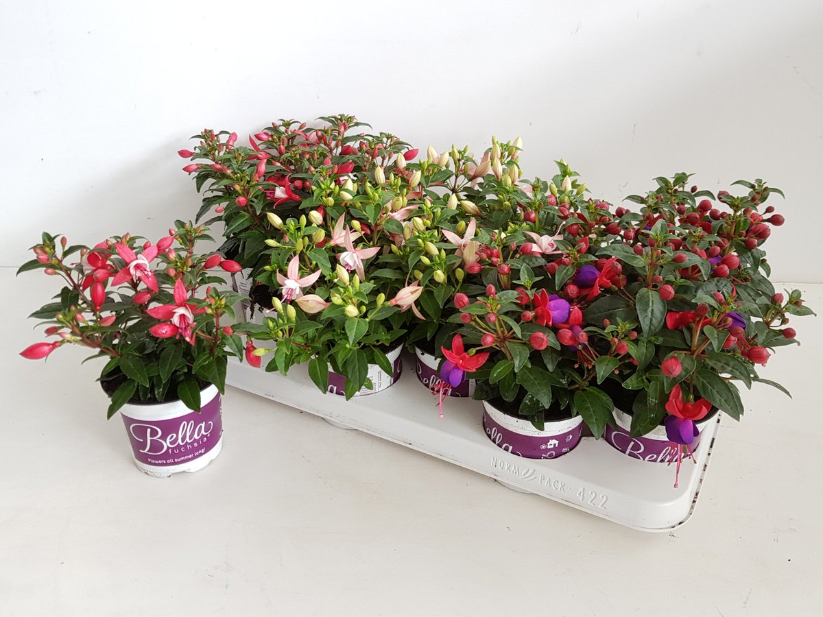 Wat zijn ze mooi!
#BellaFuchsia #Beauty #Bella #schön #plants #outdoor #fashion #mode