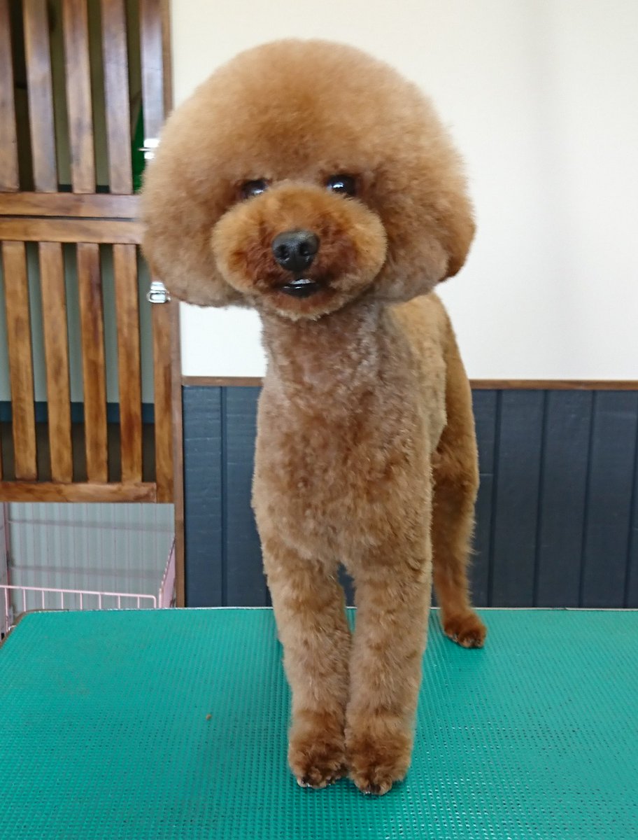 Ri Dsm トイプードルのモカくん トイプードル プードル アフロカット 津市トリミング 津市ドッグサロン 津市 Toypoodle Poodle Trimming