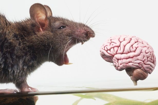 EurRadiology's tweet image. The authors of this #EurRadiolExp study set out to compare #DiffusionTensorImaging (DTI) parameters #InVivo and #ExVivo in the brain of rats and to explore the effects of radiofrequency coil and number of excitations on ex vivo DTI parameters. 
bit.ly/2GWmAVE