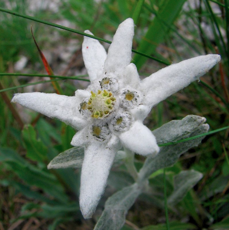 EuromaidanPR's tweet photo. @leonidragozin In the "insignia of the Austrian, French, Slovenian, Polish, Romanian, & German alpine troops". The edelweiss flower is worn by today's United States Army's 1st Battalion 10th Special Forces Group Airborne Soldiers. In Ukraine the flower is found in the Carpathians. #NotNazi https://t.co/sfPmvLC24Z