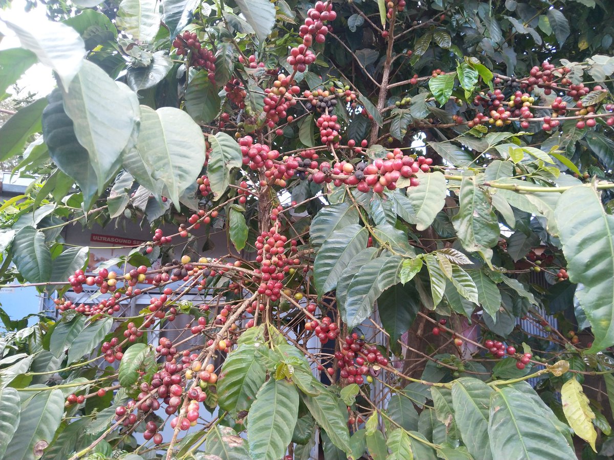 HusseinTwario's tweet photo. This is coffee in berries. If I asked where this photo was taken in Kenya, am sure most will mention the usual places - Central Kenya. Can you believe that this is in Marsabit!!
The potential of this land is truly immense but it's defined by hunger and extreme poverty. https://t.co/eQHk9fh5n7