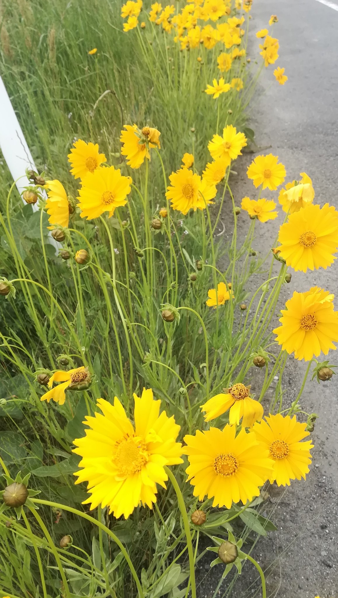 ぱんぷきんぽん 今朝の1枚 外来種 コスモスに似た花 今 あちらこちらで今咲いてる黄色い花 これはコスモスではありません オオキンケイギクという花で外来種なのです 繁殖力が強く在来種を覆い尽くすため 育ててはいけない花 ぱんぷきんぽん 今朝の1枚 外来種 コスモスに似た花 今 あちらこちらで今咲いてる黄色い花 これはコスモスではありません オオキンケイギクという花で外来種なのです 繁殖力が強く在来種を覆い尽くすため 育ててはいけない花