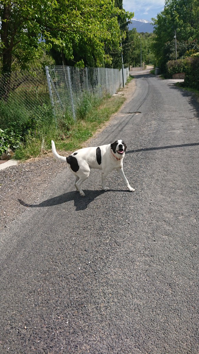 Yesterday we were walking in the Pyrenees, very hot and bothered, trying to find an abbey. We were feeling a bit lost when this fellow popped up to say hello.