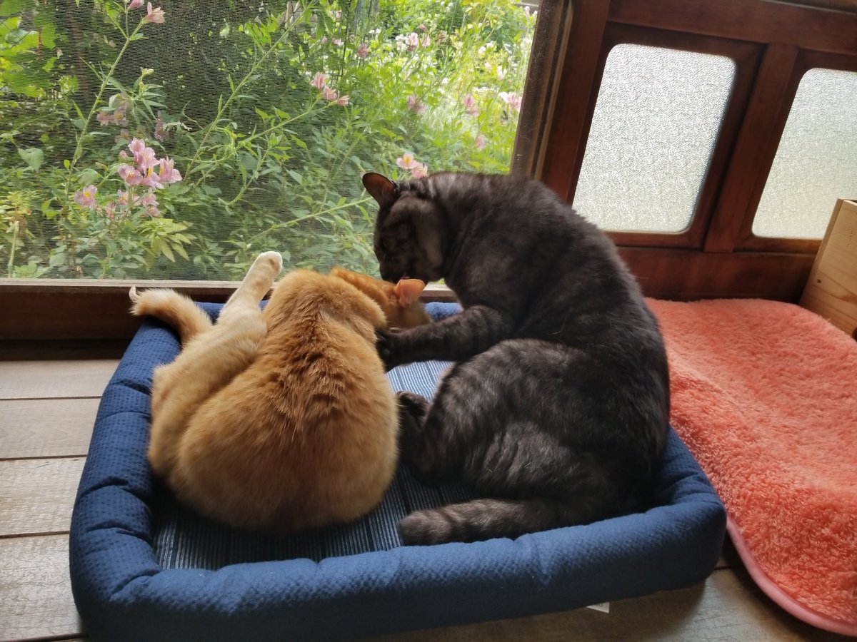 保護猫 古民家 Cafe Gatto در توییتر 日直 タロー 夏用ベッドが各部屋に投入された Fwf これから暑さ対策が大事だね ねこ 猫好き ねこ日誌 縁結び 里親募集型保護猫カフェ Cafegatto 古民家カフェ 古民家 夏用ベッド 暑さ対策 猫のいる生活 ねこ日記 猫