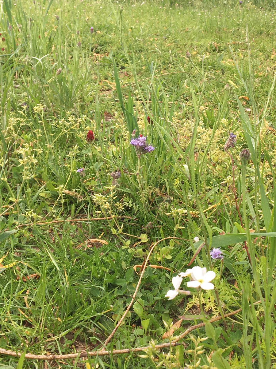 ecolepmc's tweet image. L’école a semé deux prairies fleuries en début d’année. Le résultat est déjà très beau et le sera encore plus à la rentrée. #pmcE3D L’objectif était double : amener de la biodiversité dans l’école (animaux et végétaux) et    faire des sciences en cycle2.