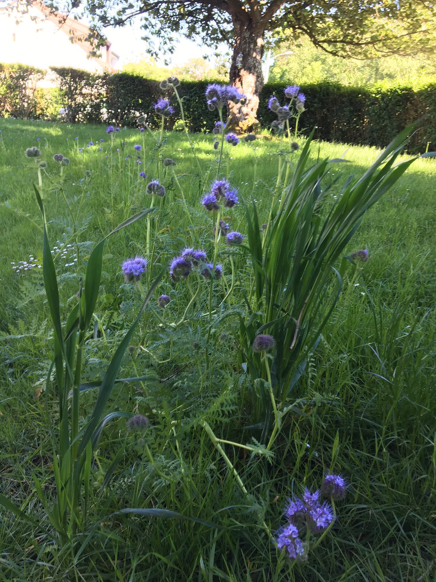 ecolepmc's tweet image. L’école a semé deux prairies fleuries en début d’année. Le résultat est déjà très beau et le sera encore plus à la rentrée. #pmcE3D L’objectif était double : amener de la biodiversité dans l’école (animaux et végétaux) et    faire des sciences en cycle2.