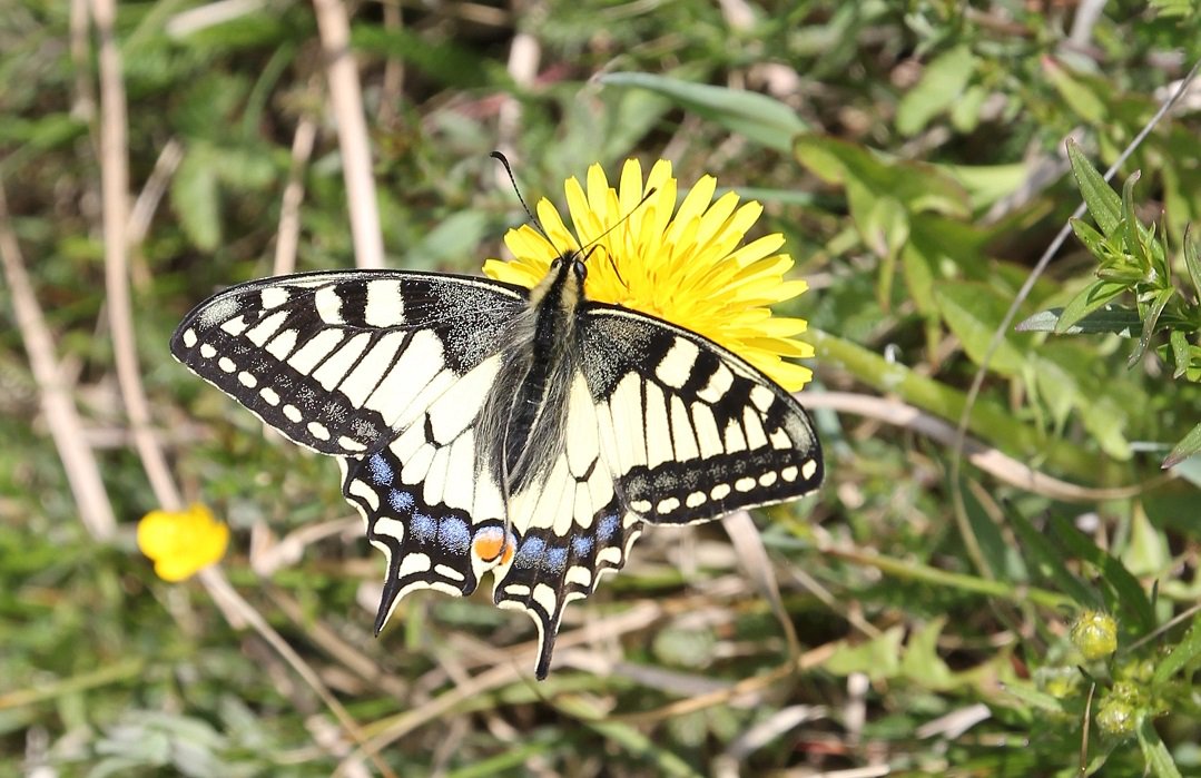 My first Swallowtail this year (Papilio machaon). Photo by Marika Mann.
#matsalu #estonia #butterflyholidays #butterflies #butterfliesestonia #swallowtail