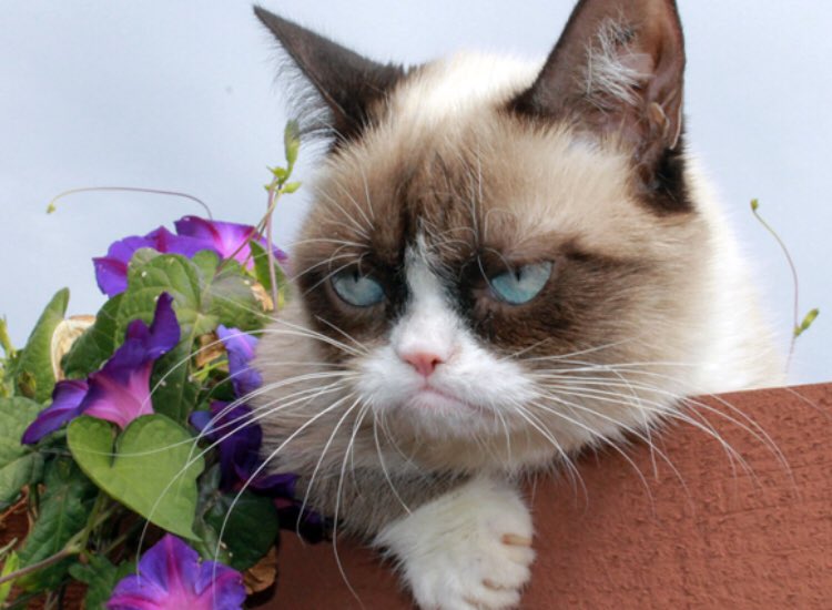 rest well grumpy cat ♥︎

we will all miss you 

#rip #grumpycat