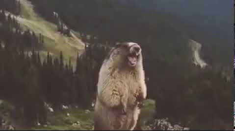 絶叫するビーバーのtwitterイラスト検索結果 古い順