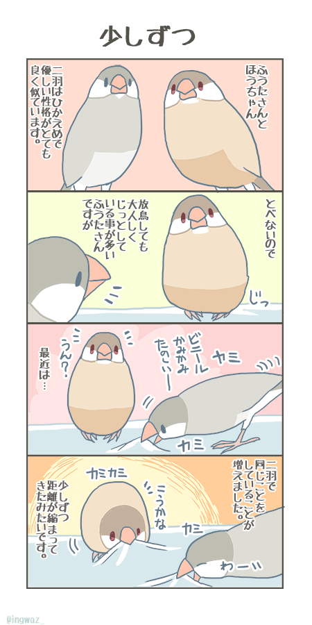 すこしずつ。

#buncho #javasparrow #文鳥 