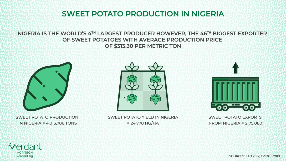 Nigeria is the world's 4th largest producer however, the 46th biggest exporter of sweet potatoes with average production price of $313.30 per metric ton. 🍠

#agriculture #agritech #foodsecurity