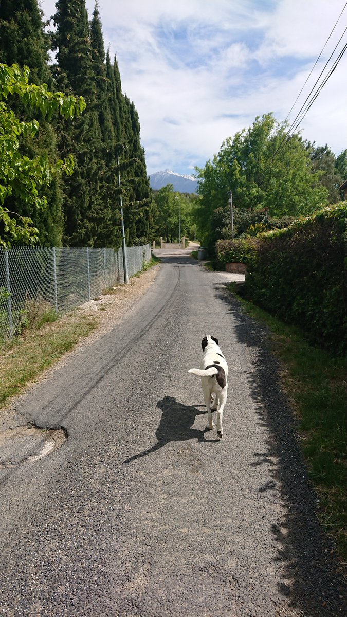 He immediately started leading the way up the road towards a dirt path. What could go wrong, we said? Let's follow this dog.