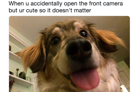 pawsandearspet's tweet photo. Hey what does this button do? Oh hello there! 🐶🐾☺️😂 

#pawsandears  #pettransport #thepettransporter #groundtransport #petdelivery #doortodoor #pettransportation #pettransporters #pettransportservice #pettransporter #petpictureoftheday #petpicture #groundtransport https://t.co/InBKjNnLep