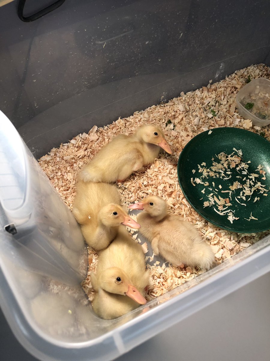Kindergarten had some animal friends visit in addition to the duck friends that have been with us for 2 weeks! <a href="/WestfieldWolves/">WCS</a> #CUSD300