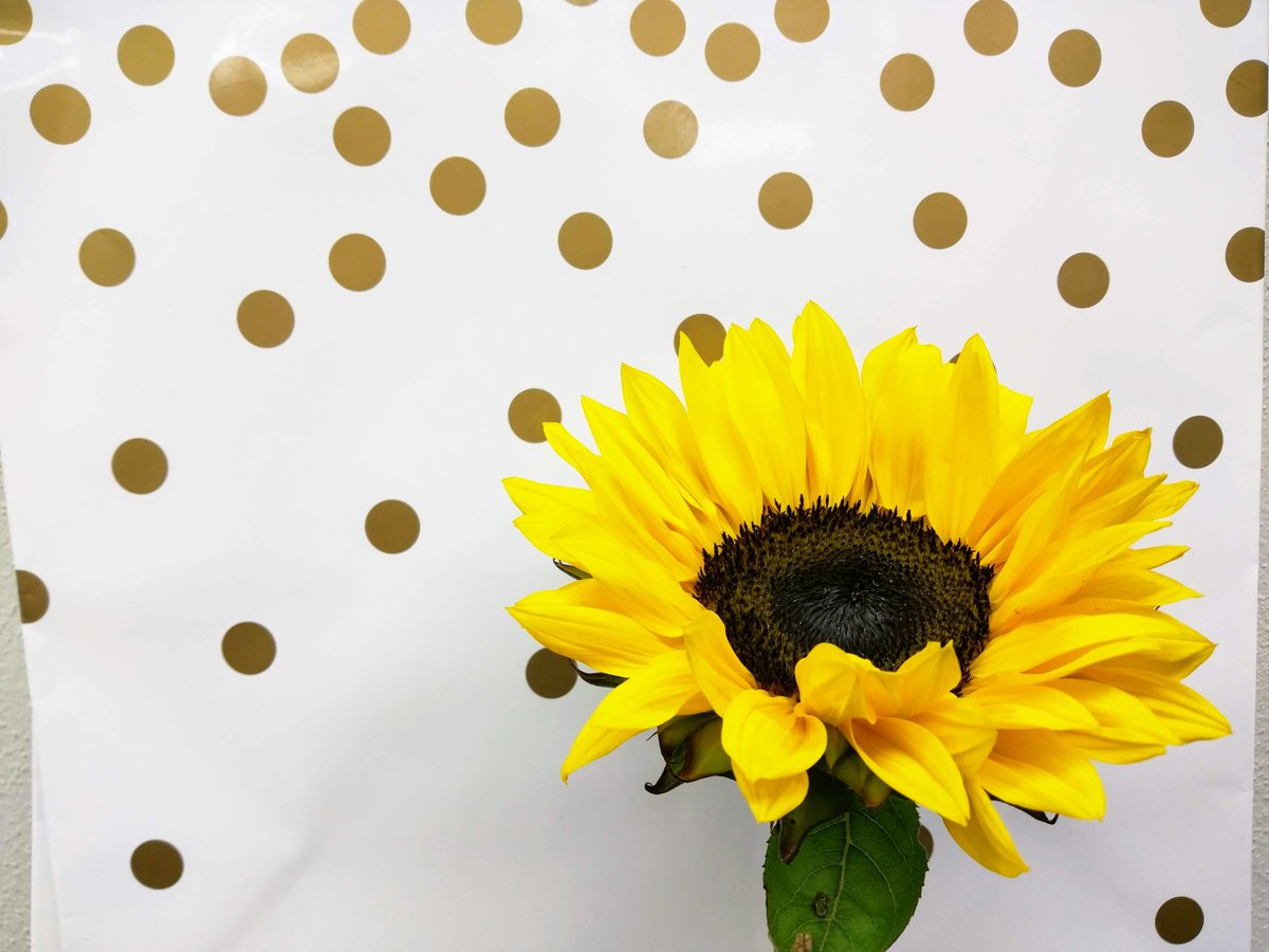 cafnr's tweet photo. Pick up something special for your graduating Tiger from @MUTigerGarden! Extended hours this weekend: til 6 PM today and tomorrow 10 AM - 6 PM. Stop by the Ag Building, call 573-884-1191 or order online https://t.co/ZbNFkMOEFF 🐯🎓🌻 https://t.co/Q4oe4ArKxh